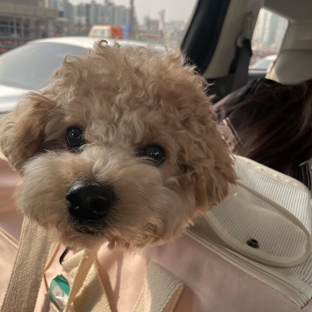 펫택시페츠런 이용 반려견 후기 사진 2