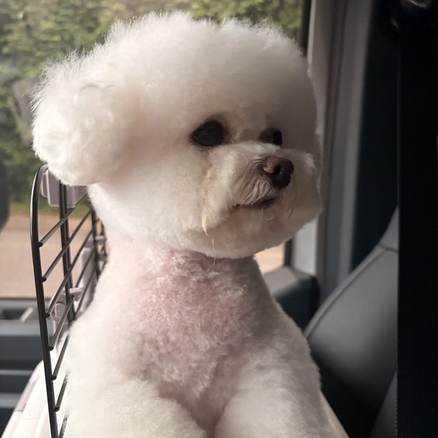 펫택시페츠런 이용 반려견 후기 사진 7
